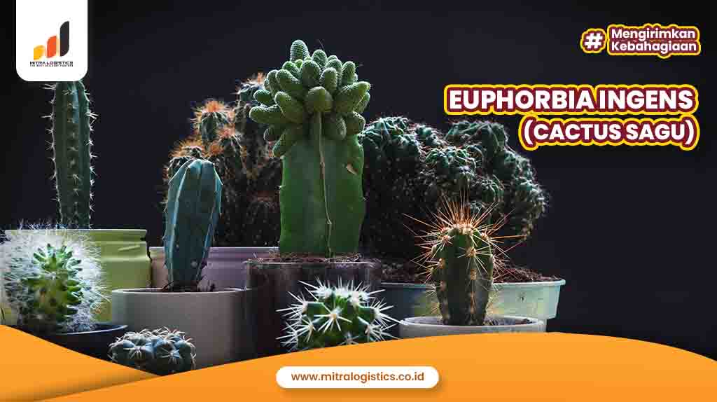 Euphorbia Ingens (Cactus Sagu)