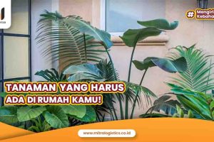 Tanaman yang Harus Ada di Rumah Kamu!