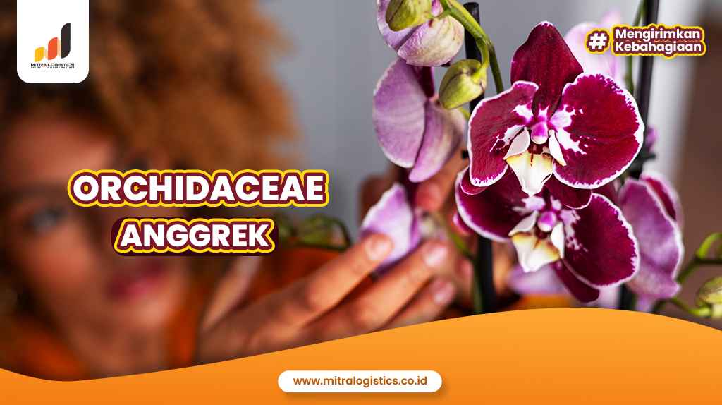 Orchidaceae Anggrek