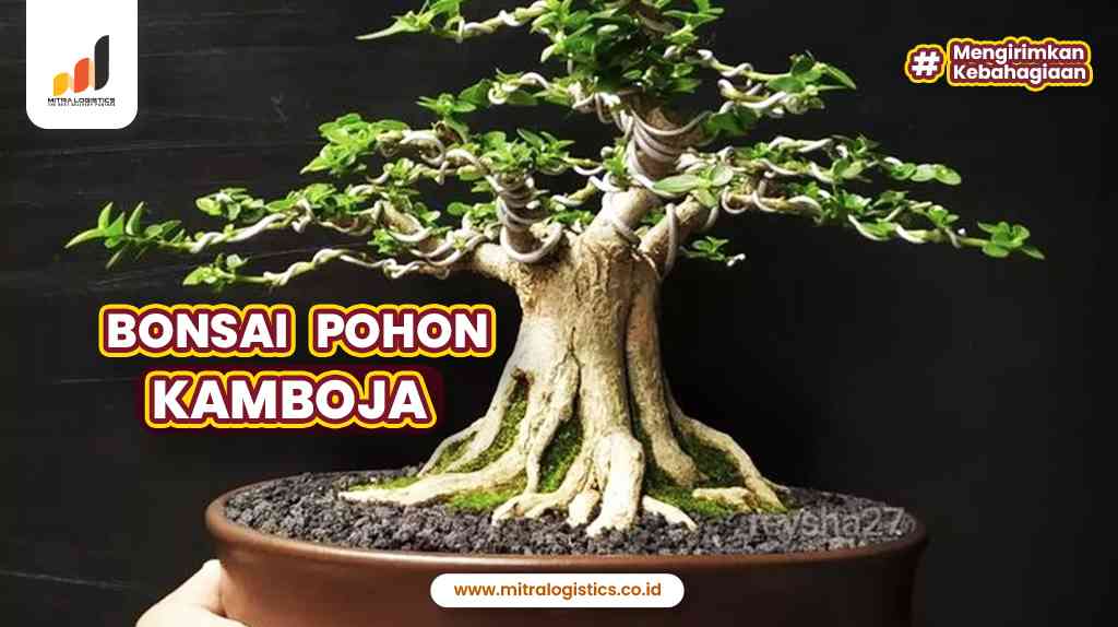 Bonsai Pohon Kamboja