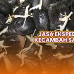 Jasa Ekspedisi Kecambah Sawit Paling Aman